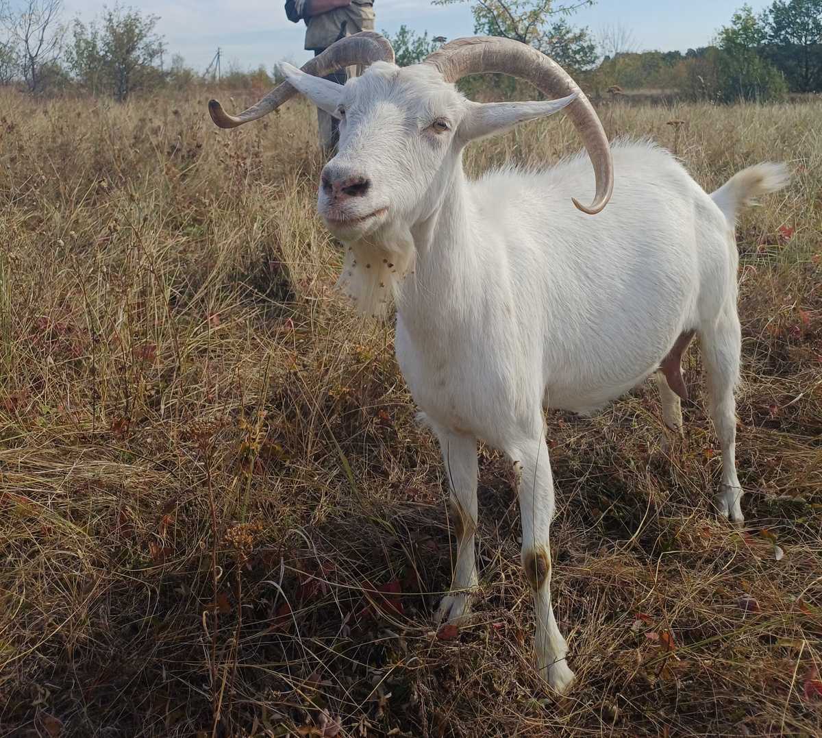 Это я коза Аса