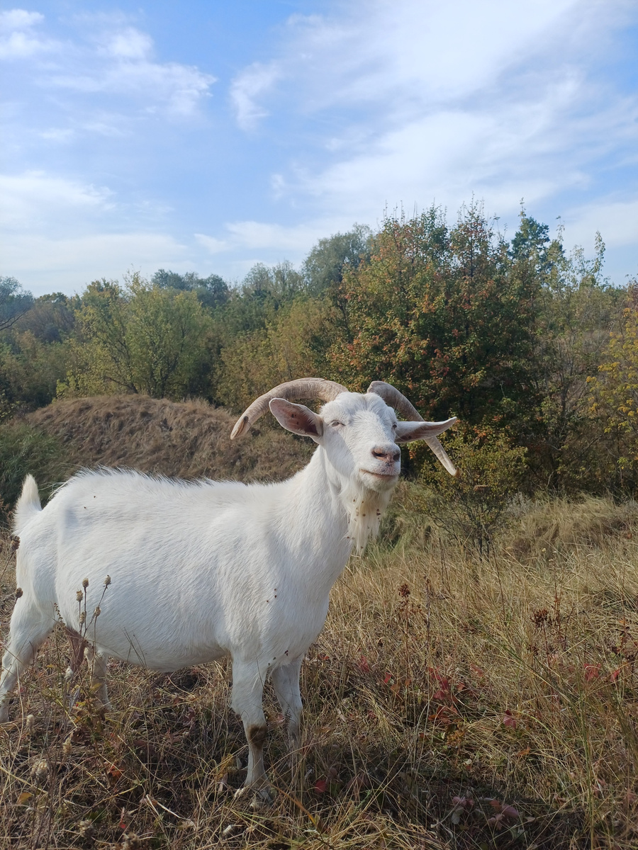 Коза Аса на пастьбе
