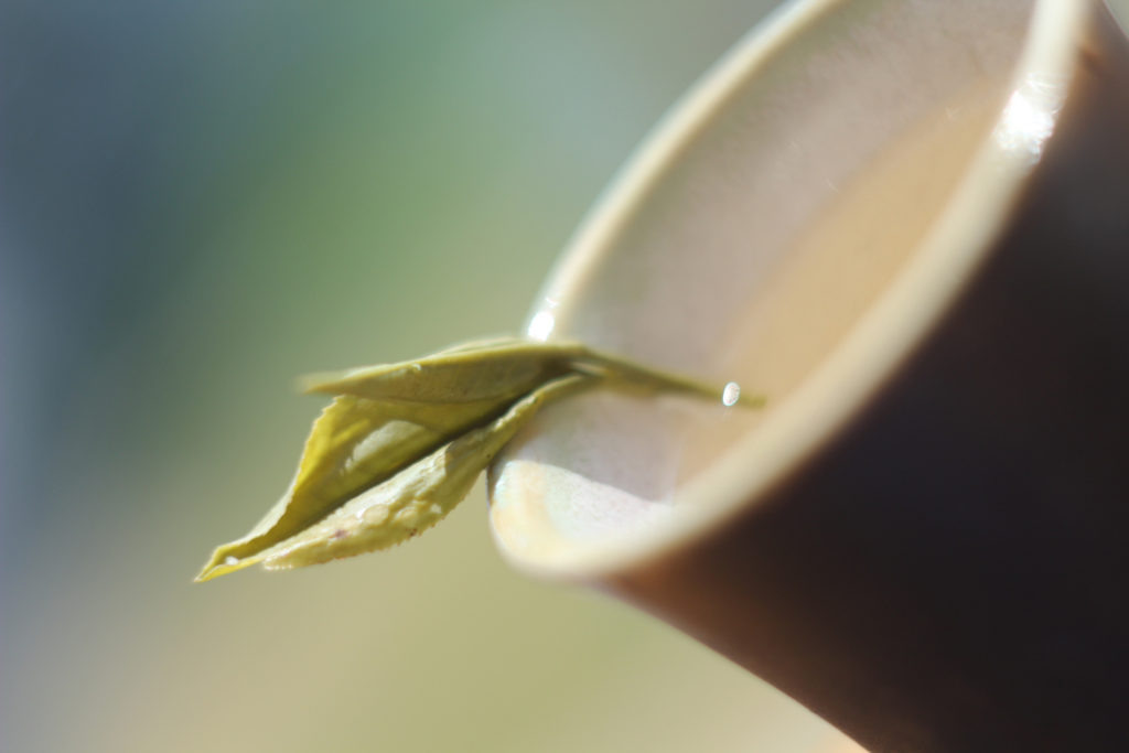 Зеленый чай из Хадона (Корея), апрельский сбор (у-чон). К тексту имеет отдаленное отношение. © Ольга Никандрова