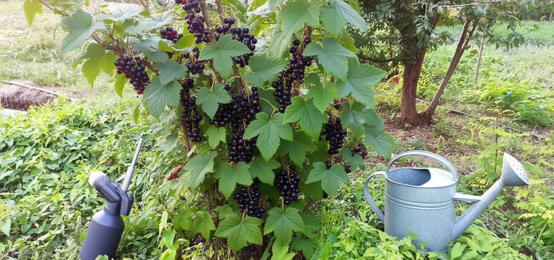 Чем подкормить черную смородину осенью, если нет навоза и золы (бюджетный вариант)