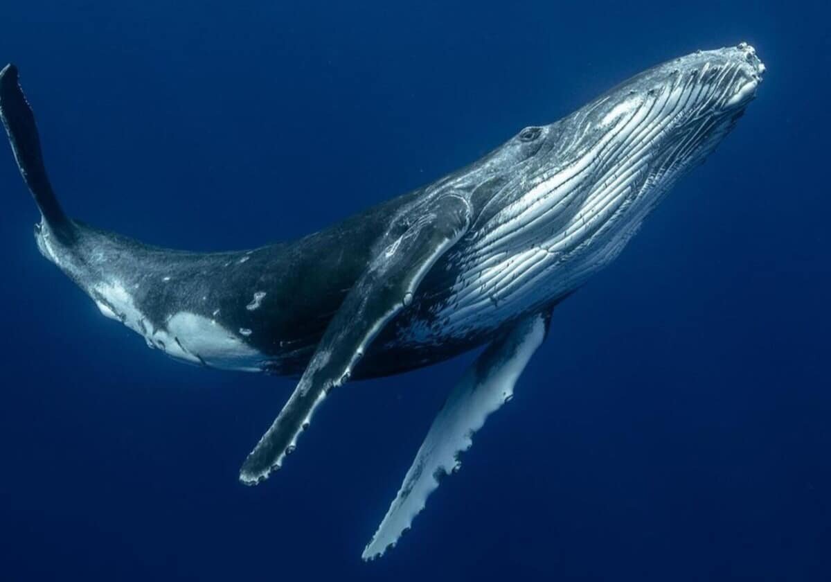    Горбатый кит / © Karim Iliya, New Scientist