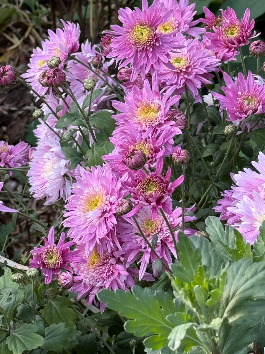 Хризантема корейская Метеорит