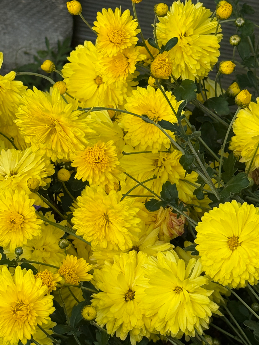 Хризантема корейская Безымянная