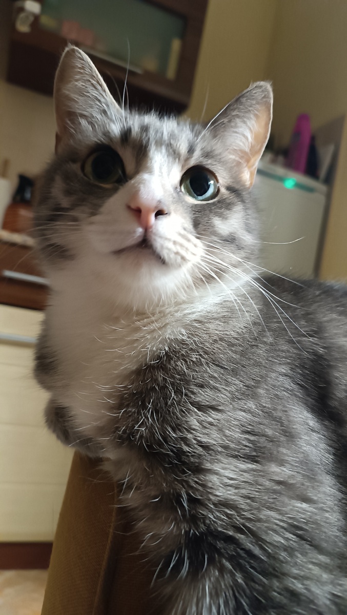 Ëжик, просто серый красавчик