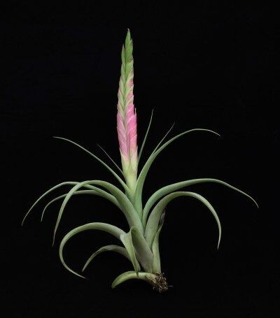 Тилландсия ахиростахис