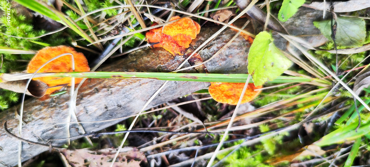 Грибы на дереве.