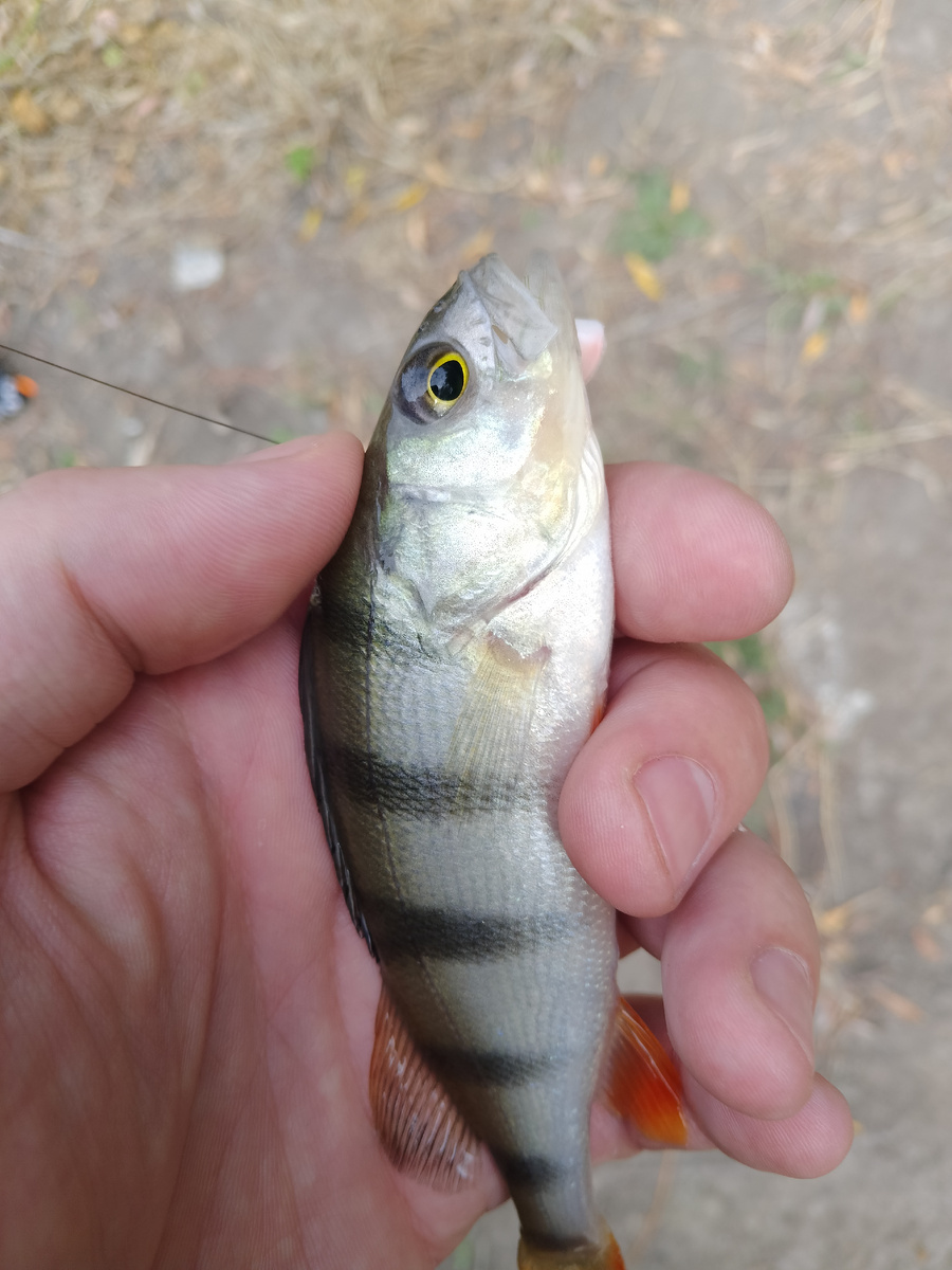 А на резинку было поймано, жерешок уклейка и плотвичка
