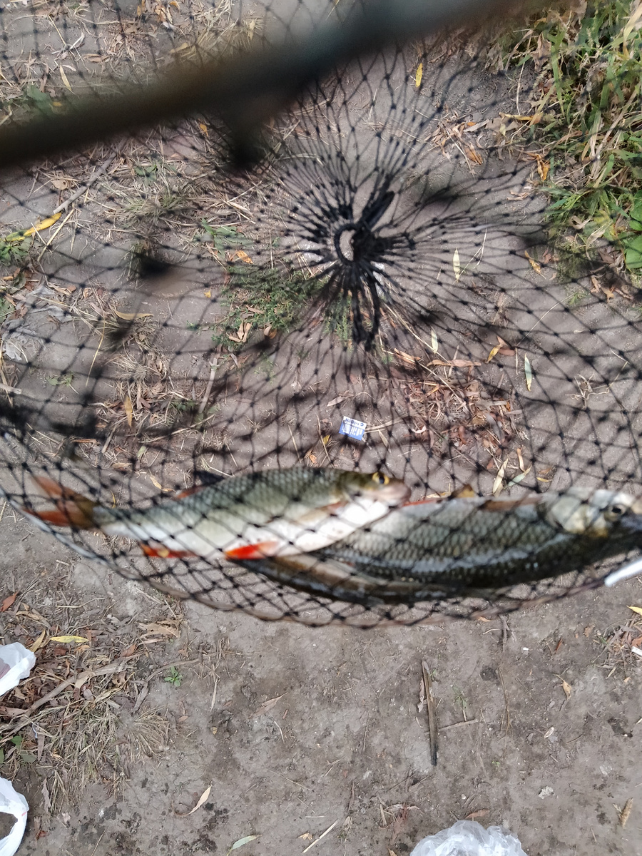 Вся рыба🐠🐋🐟 была выпущена в родную стихию. Главное удалось получить эстетическое удовольствие