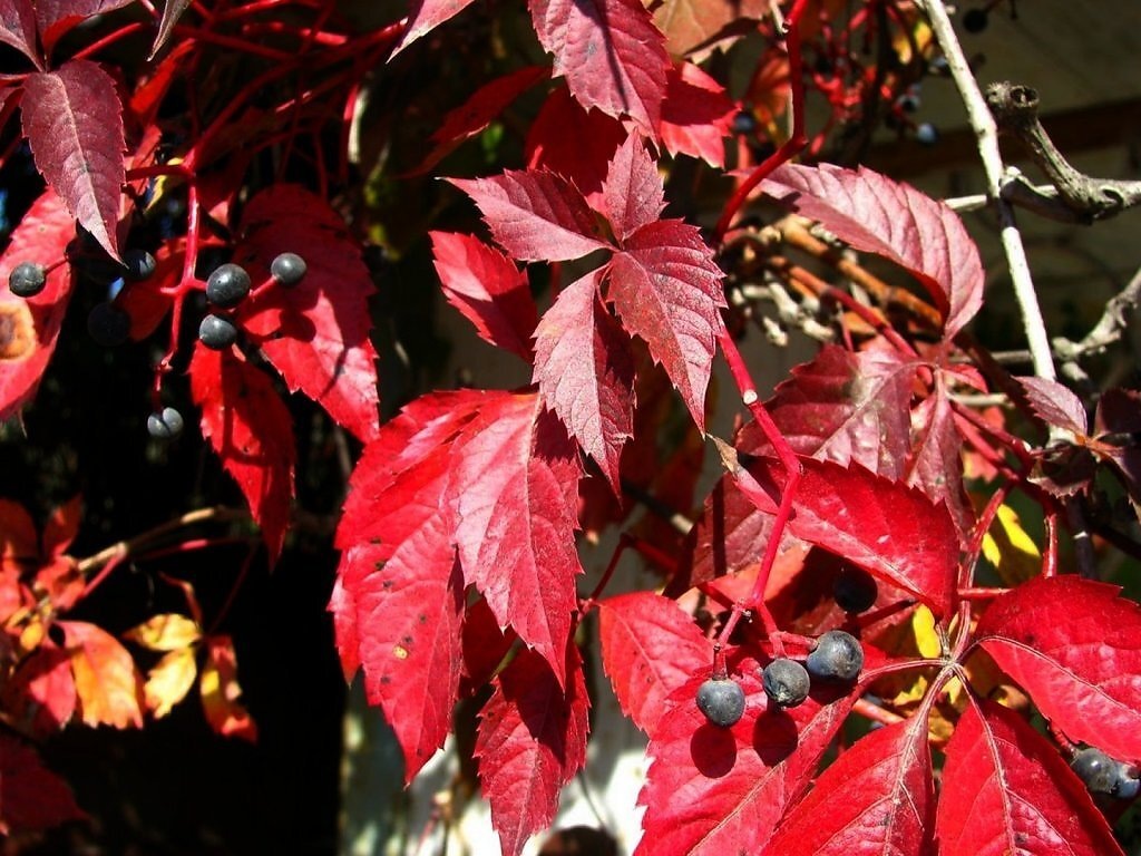 Изображение из открытых источников