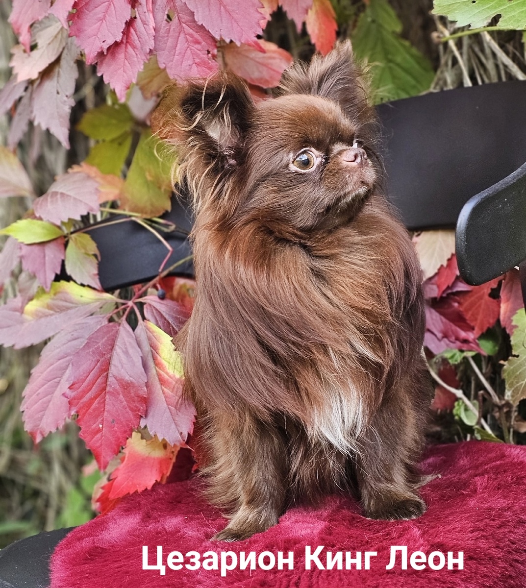 Мой Лев ! #чихуахуа Цезарион Кинг Леон в продаже есть #щенки от Леона +79215950848