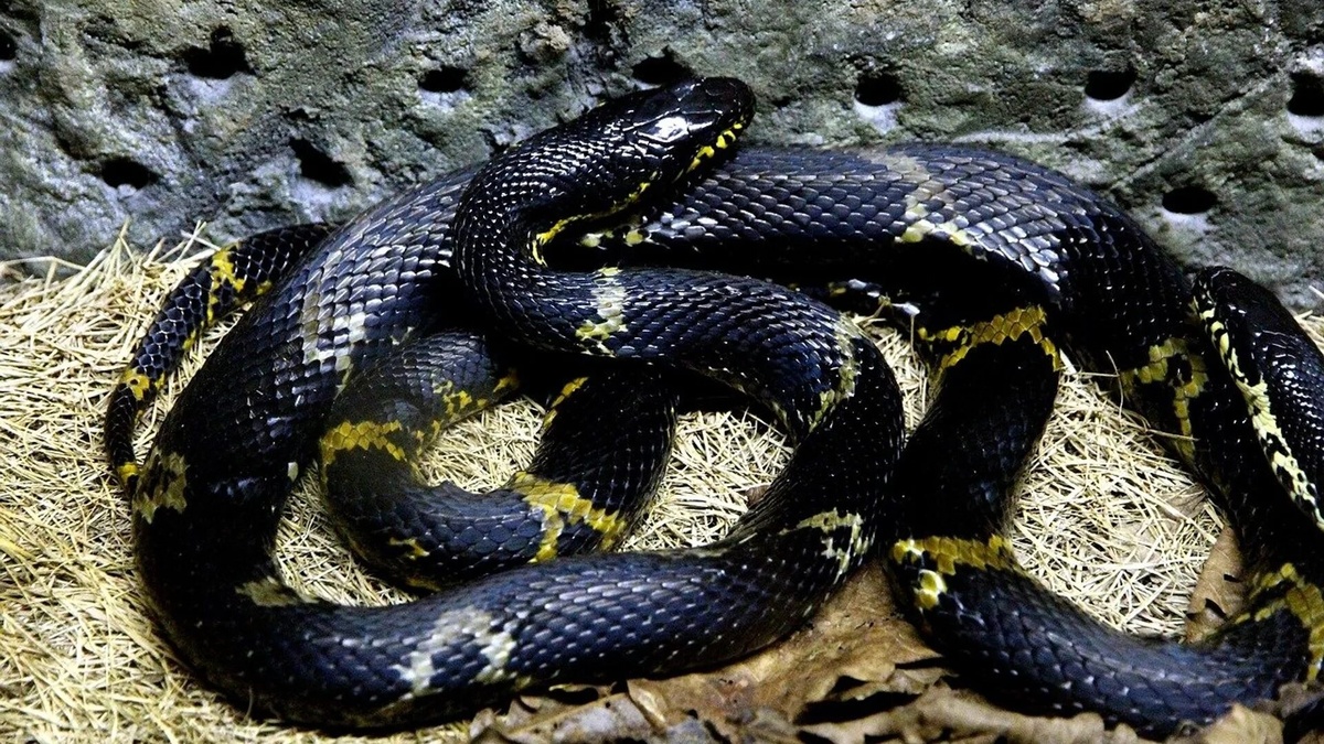 Фото с сайта: https://www.bnnvara.nl/vroegevogels/artikelen/russische-rattenslang-leeft-in-drenthe