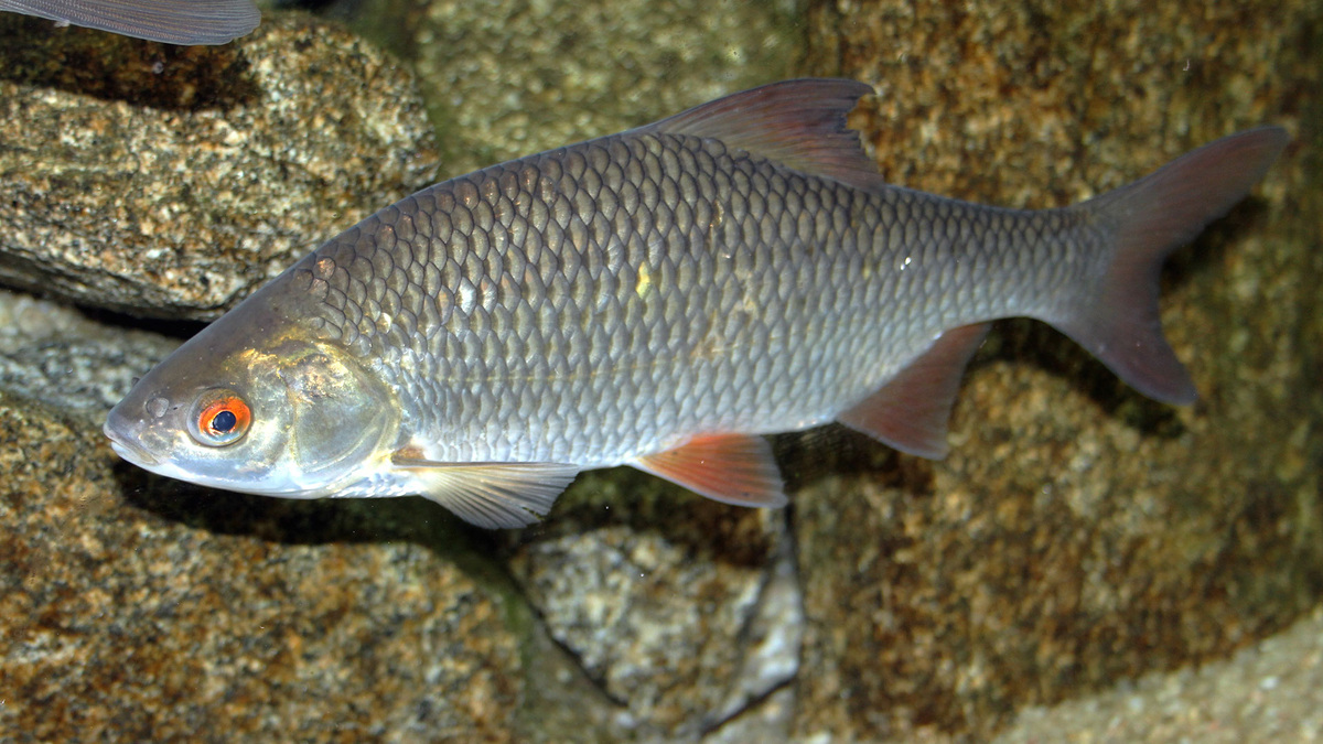 Фото с сайта: https://астраханские-базы.рф/single-article.php?article_title=Какие%20виды%20рыб%20водятся%20в%20Астрахани