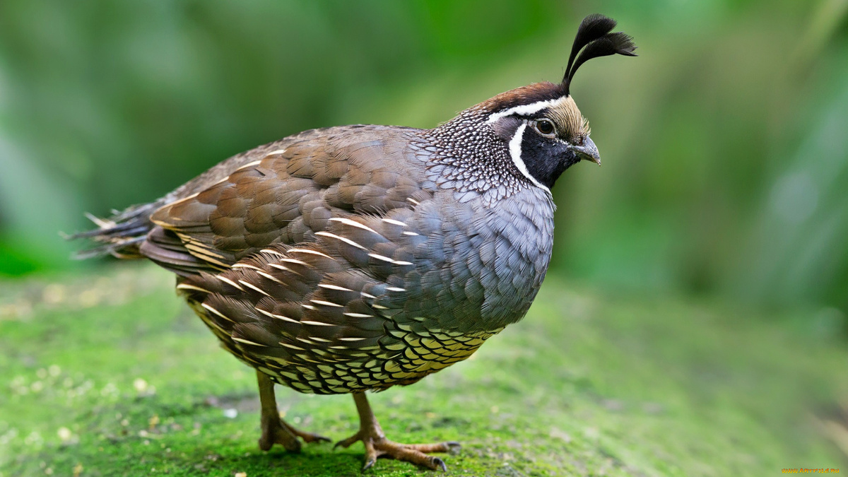 Фото с сайта: https://playbookpro.ru/photo/pesnya-ptichka-perepel