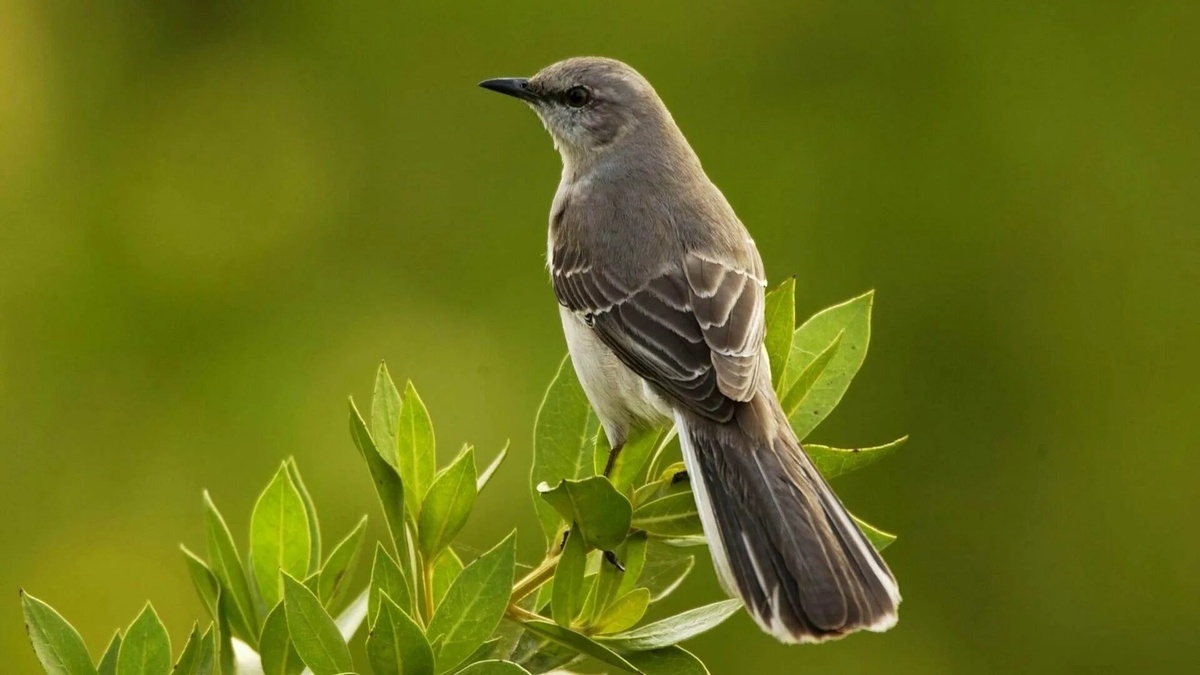 Фото с сайта: https://wall.alphacoders.com/big.php?i=569600