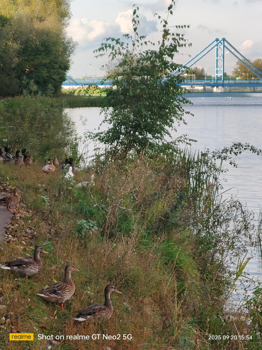 Эти три выстроились в ряд. Фото автора