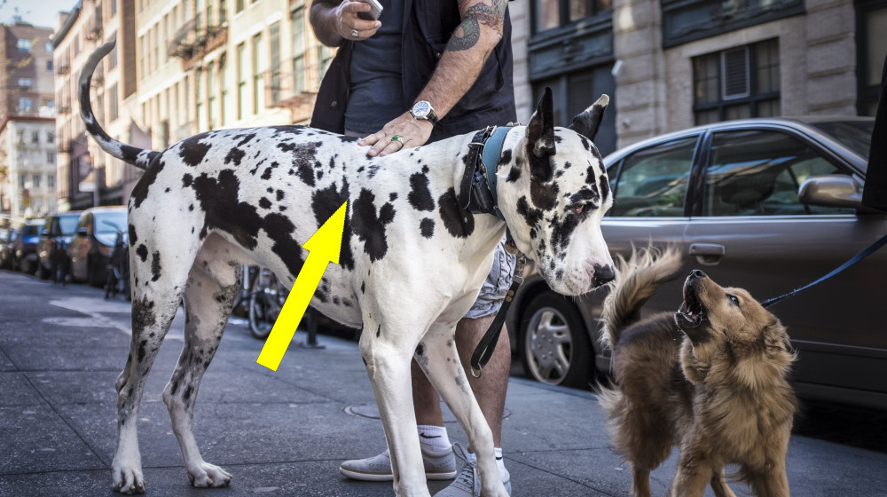    Собаки миллиардеров и их тайные жизни которые вас удивят