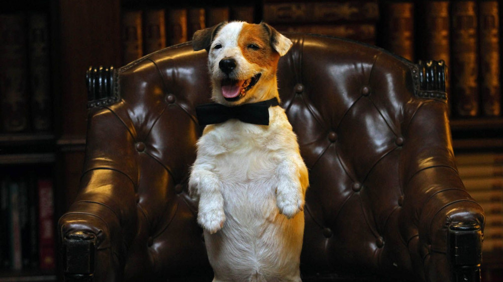    Собаки миллиардеров и их тайные жизни которые вас удивят