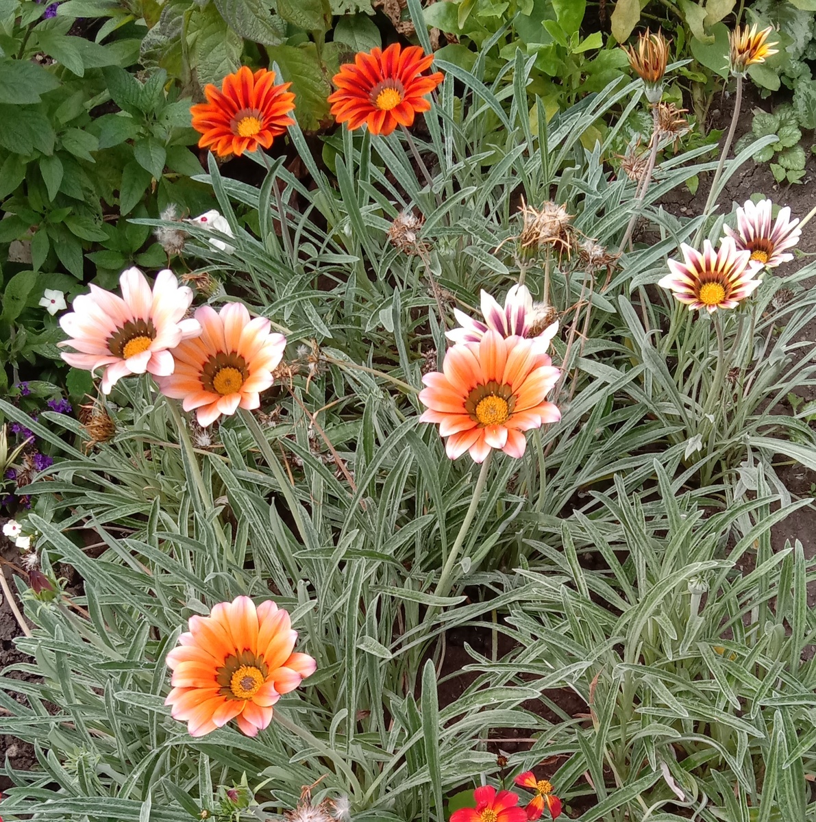 Гацании из личного архива