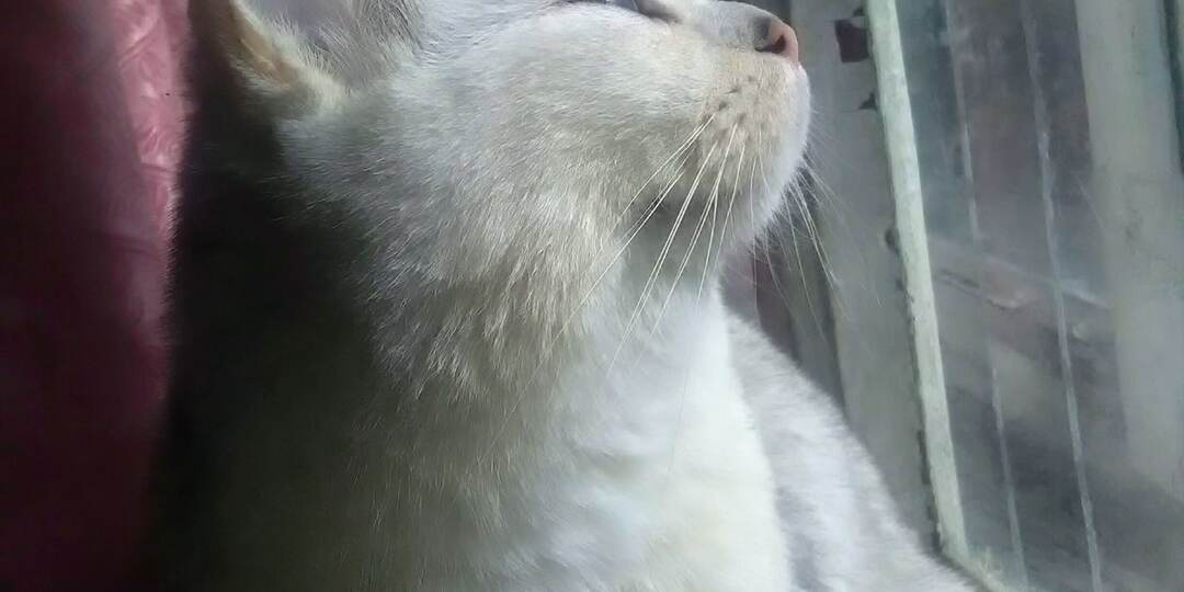 Это не мелочи! Какие наши поступки кошки воспринимают как предательство?