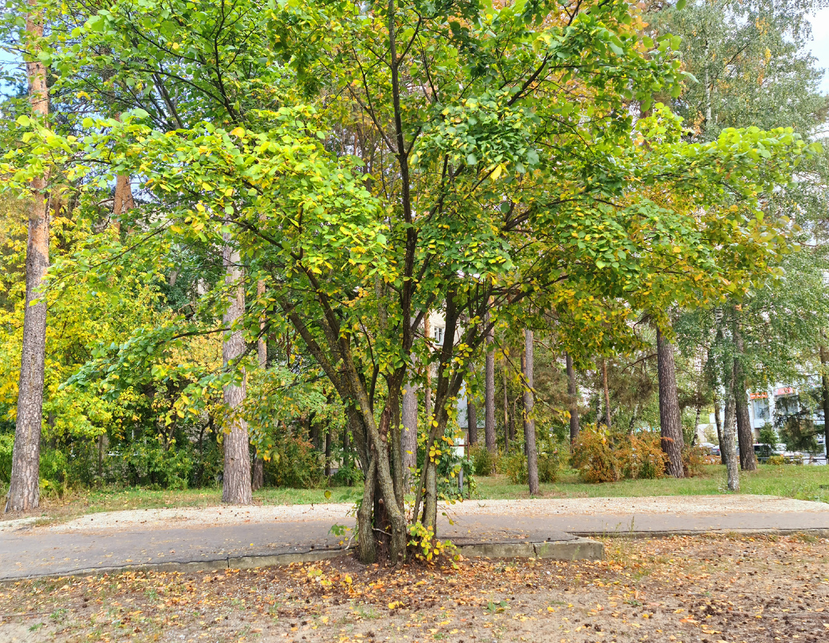Деревья они сложные и никогда не бывать им каким-то простым. Они отнюдь не простые, а вон с завихренями и без дождей и без метелей и даже без снега. Чистота во всей ауре летит и спешит
