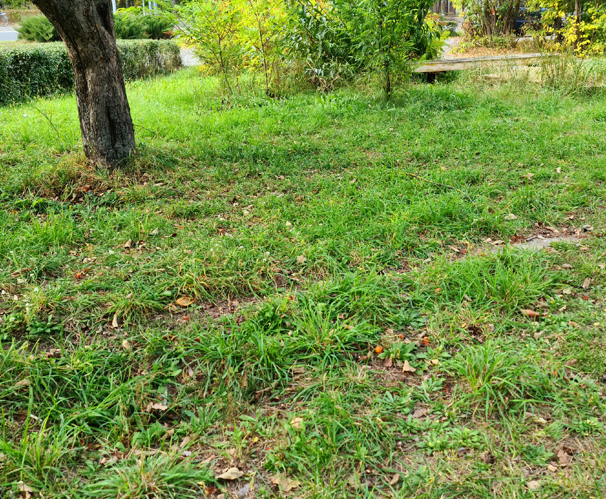 Травка зеленеет, солнышко блестит и ласточки к нам все летят. Весь город только для нашей семьи и все его строения и открытия.