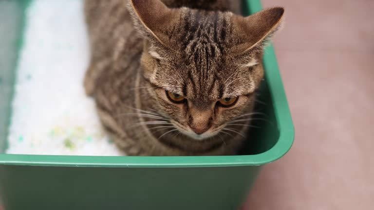 Кошка в лотке