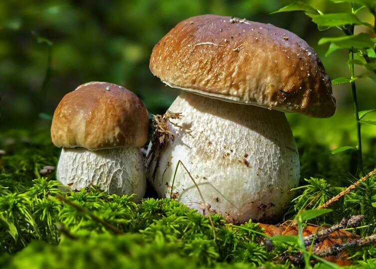 Как сделать полезный отвар из свежих грибов?: Кегельбанский рецепт