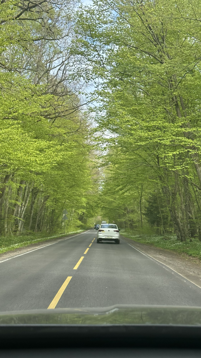 Дорога в Светлогрск