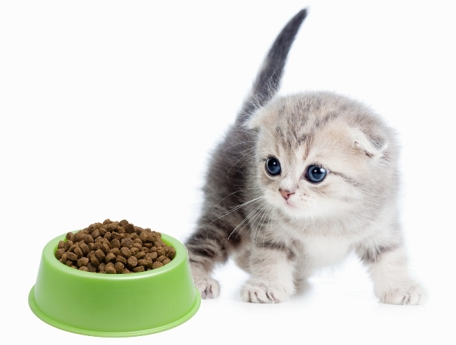 Котенок у миски