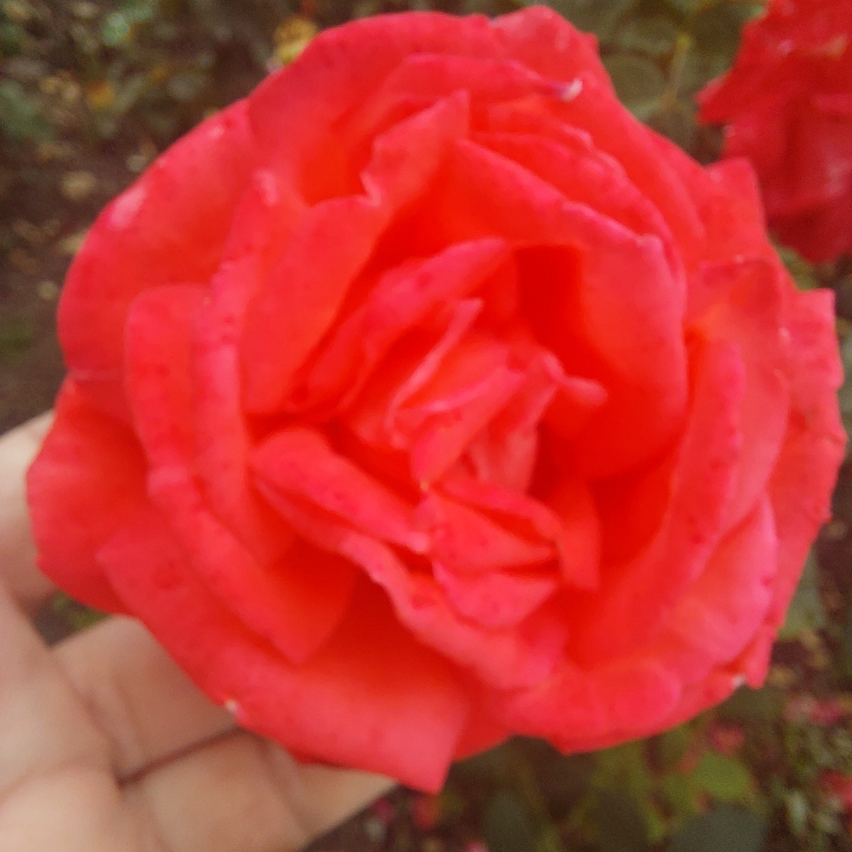 Остатки роз