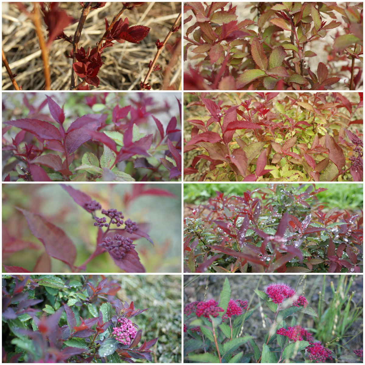 Спирея японская 'Дабл плей дузи' 