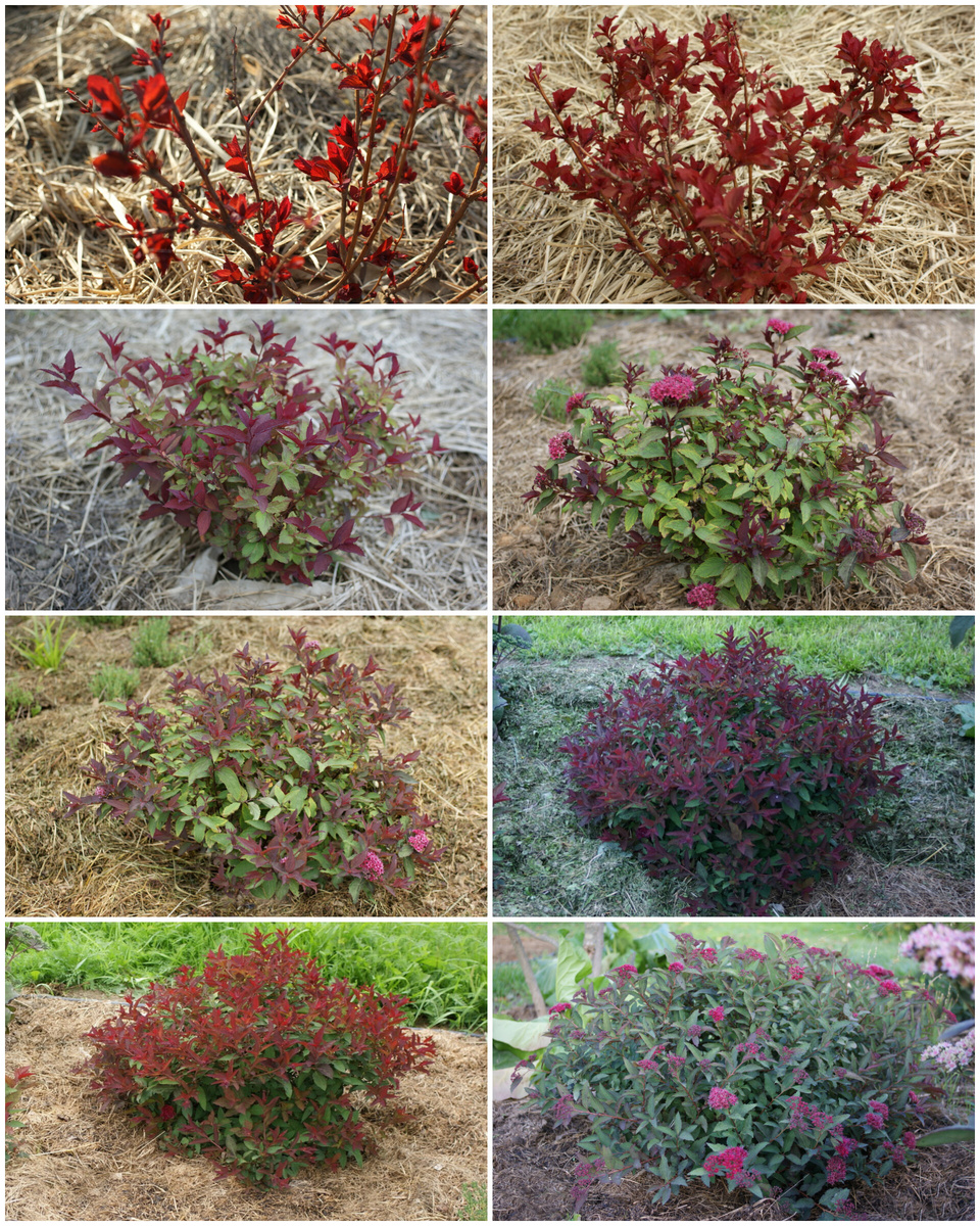 Спирея японская 'Дабл плей дузи'. Можно поверить, что куст способен так меняться? Она то яркая, то заглушает краски, то цветёт, то привлекает молодыми листочками, про оттенки я уже и молчу, сами видите. 