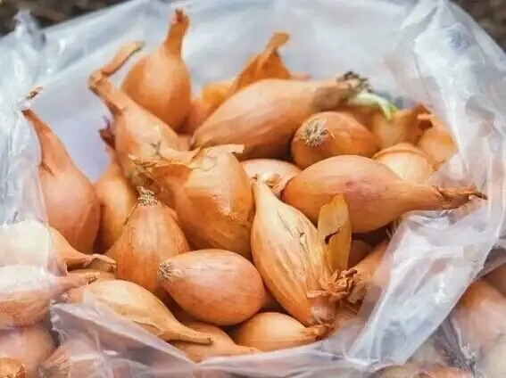 Про озимый лук: первое правило успешной посадки - и еще 2 хитрости. Методы против подмерзания севка и для укоренения: взойдет каждая луковка