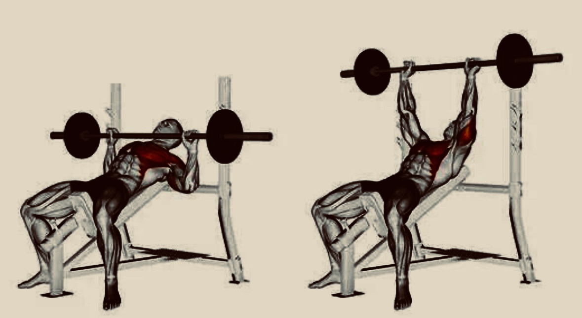 Наглядный пример выполнения жима штанги в наклоне. 