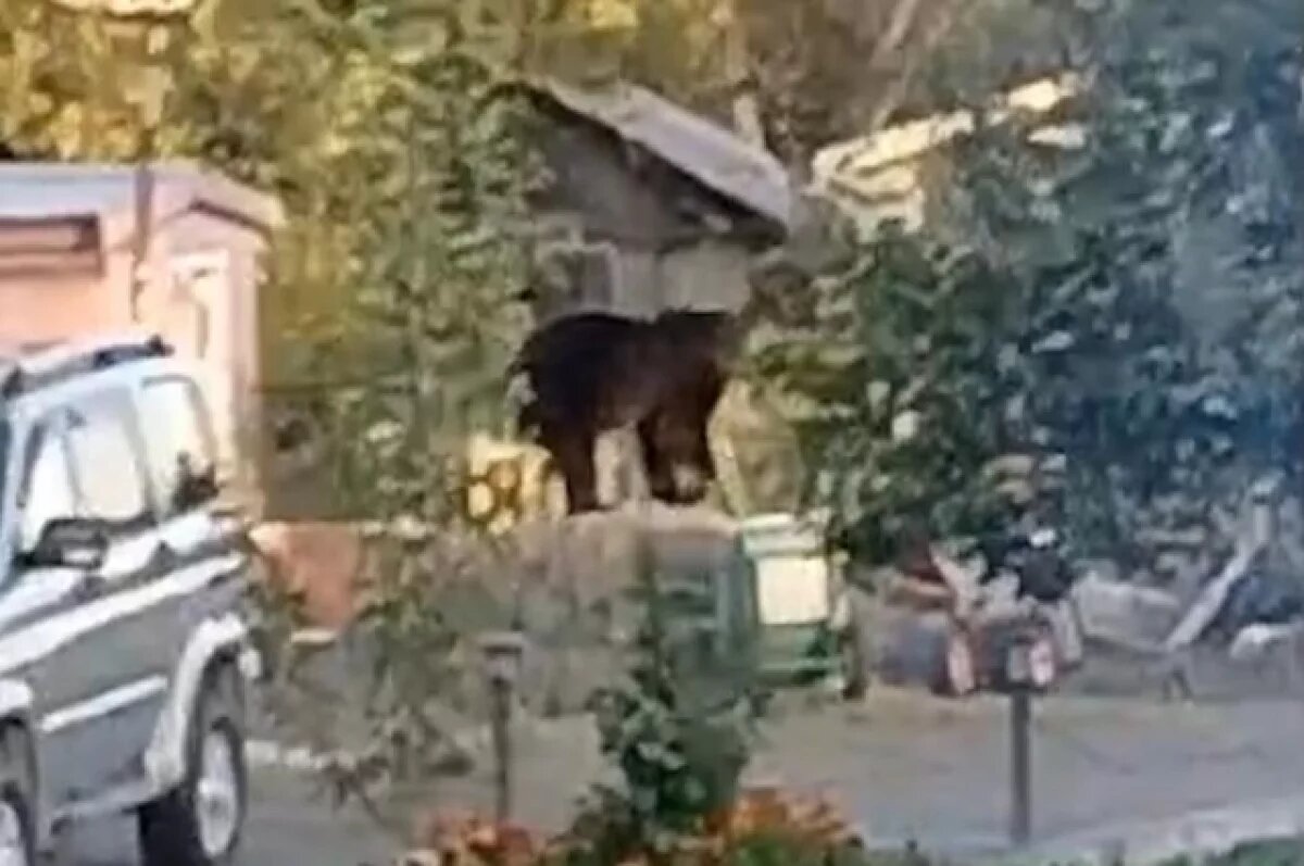    Голодные медведи выходят в населенные пункты Сахалина