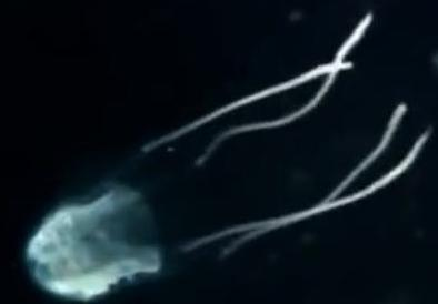 Carukia barnesi - необычайно ядовита