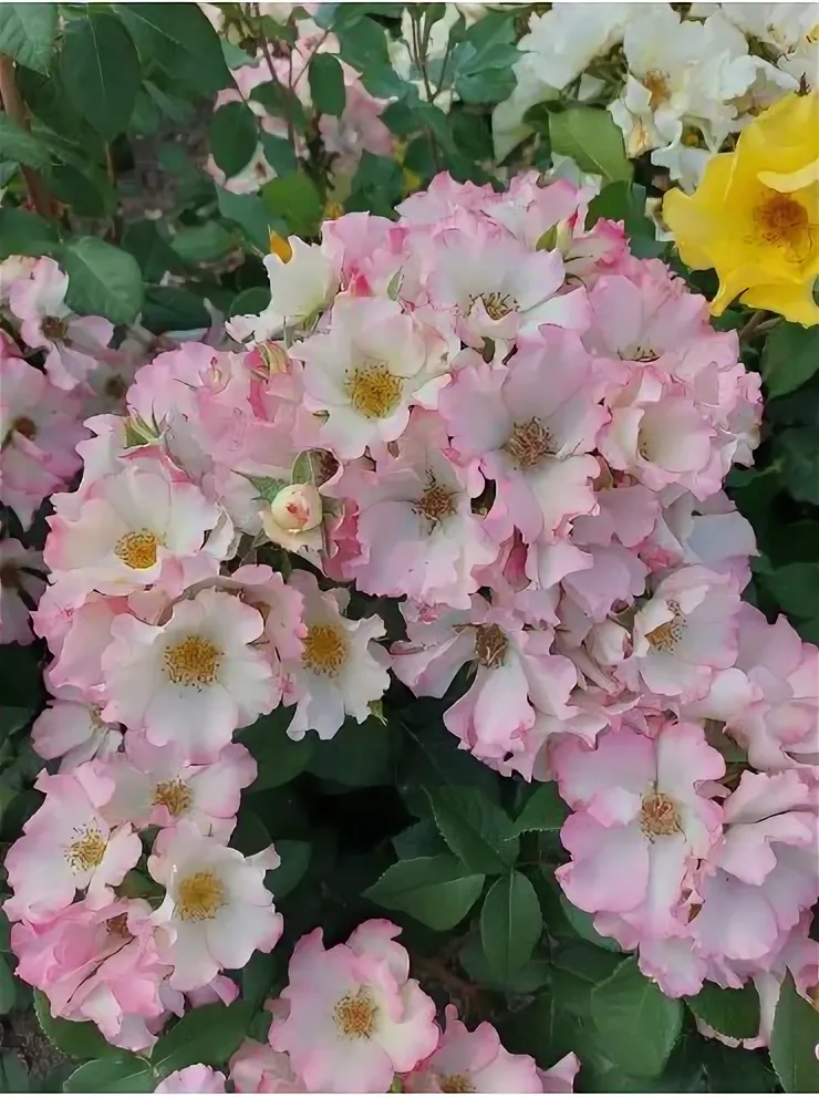 Роза-бабочка Лиола