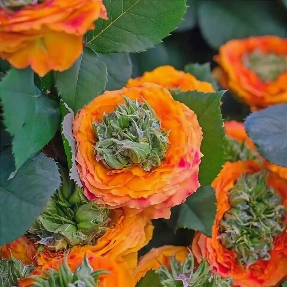 Ананасная роза Флеш Ай