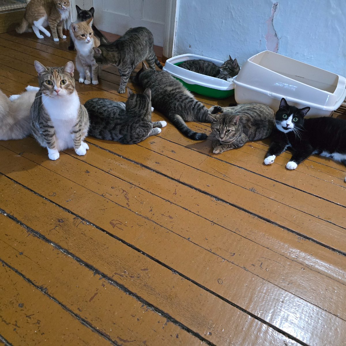 кошачий совет экстренно расследует пропажу клубочка