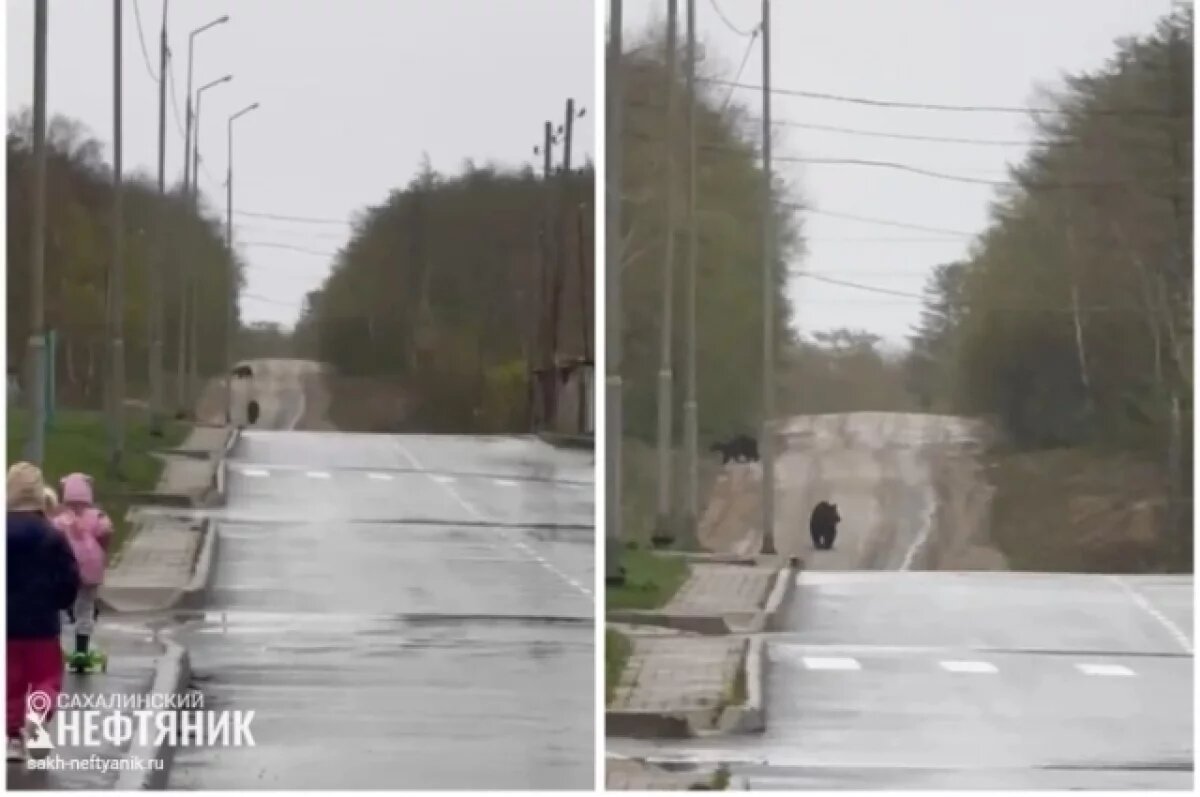    На Сахалине депутаты предложили решения проблемы с нашествием медведей