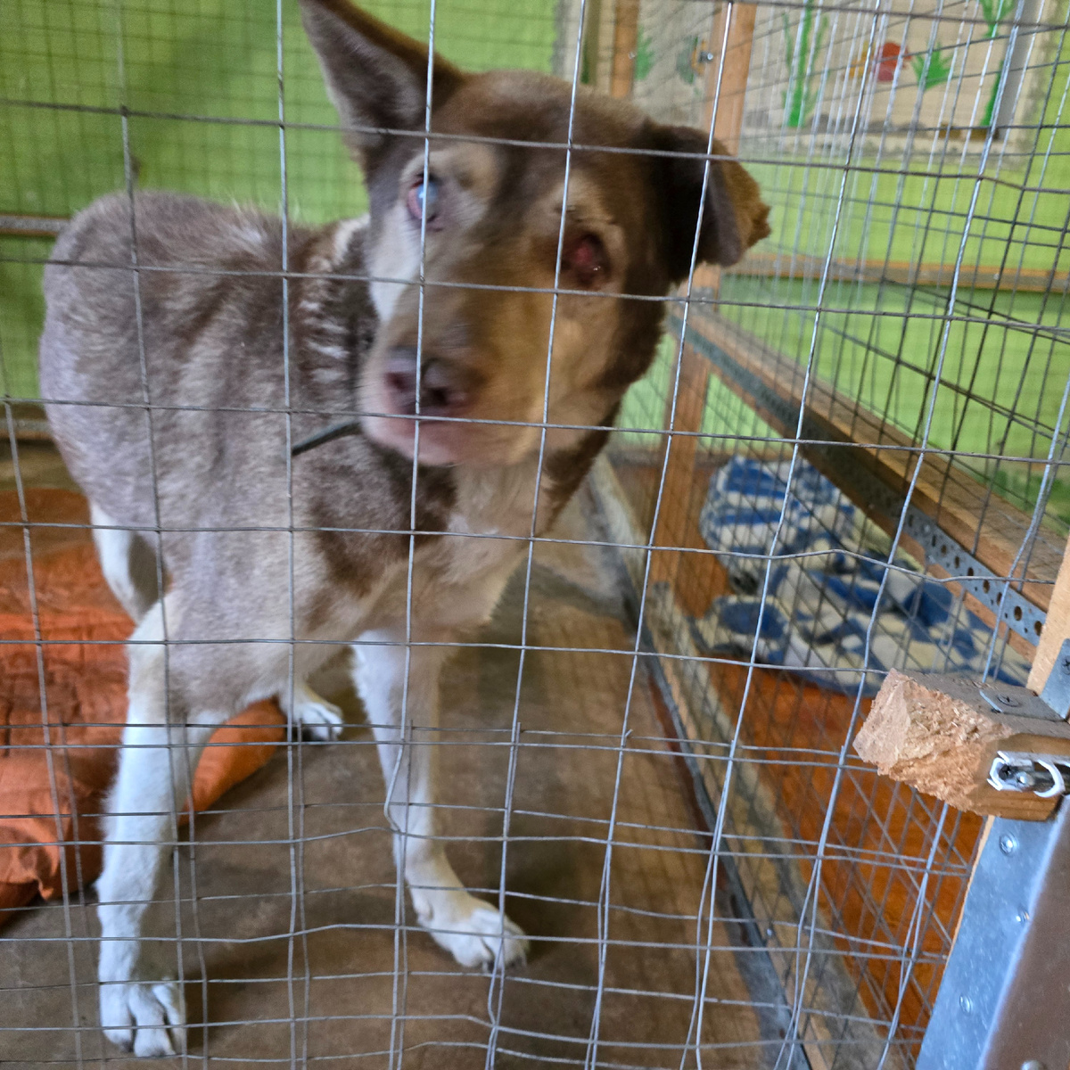 Тима за решеткой ждет с надеждой