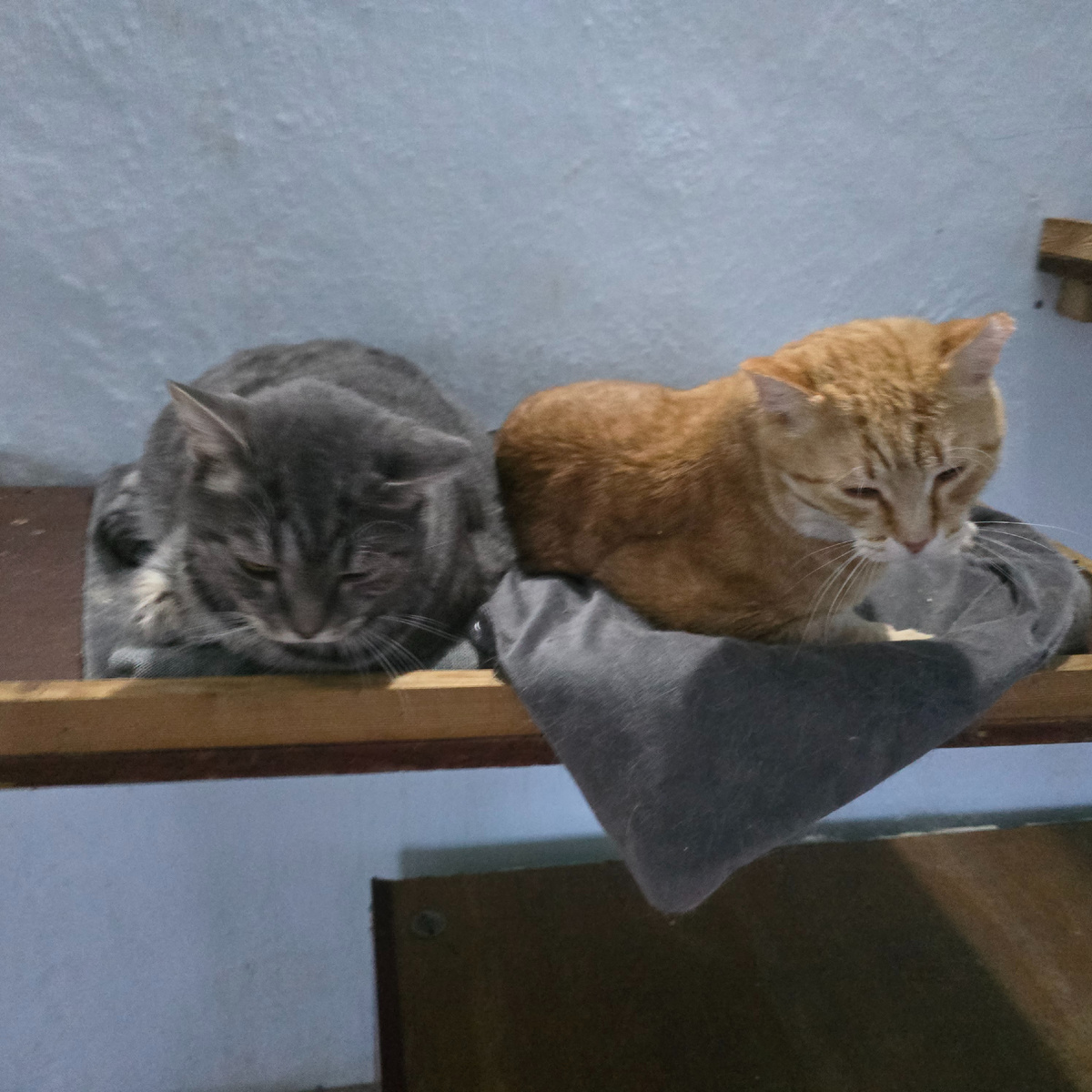 Два кота молча терпят холод