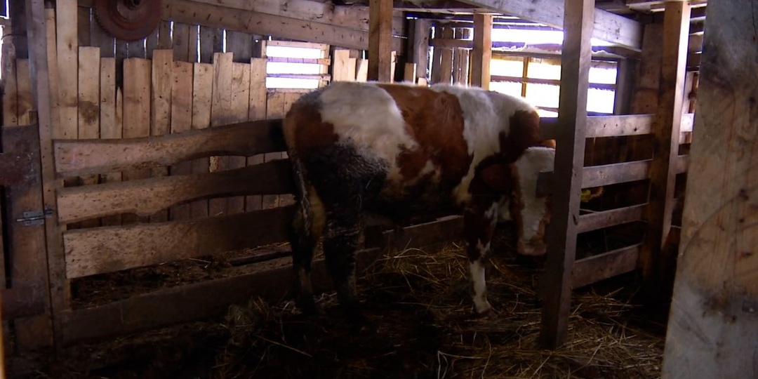 Разводить коров, овец, кур и гусей в частном доме нельзя
