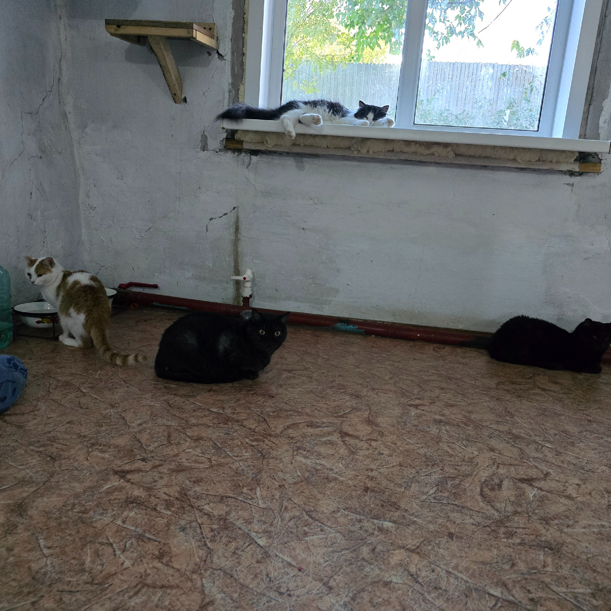 Серые тени на подоконнике ждут несбыточного