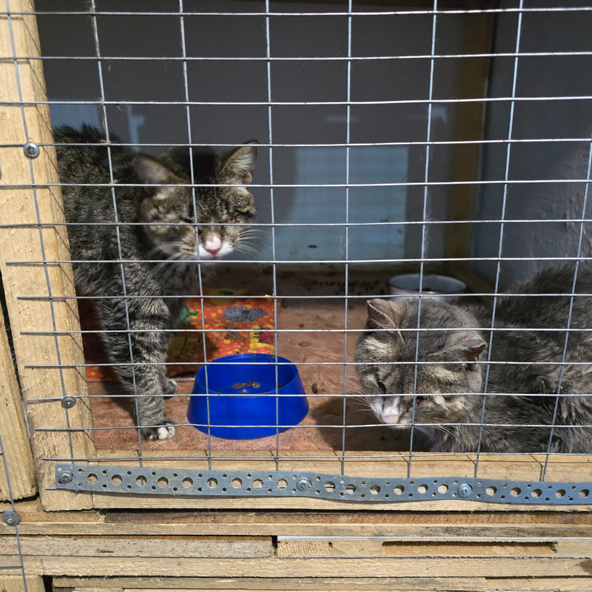 Клетка стала домом навсегда