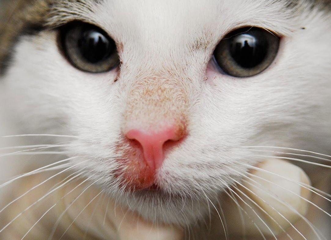 Лишай у кошек представляет собой не только неприятную болезнь, но и серьёзную угрозу для здоровья как вашего питомца, так и для вас самих.