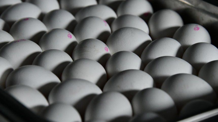    Фото: © РИА Новости/Евгений Епанчинцев