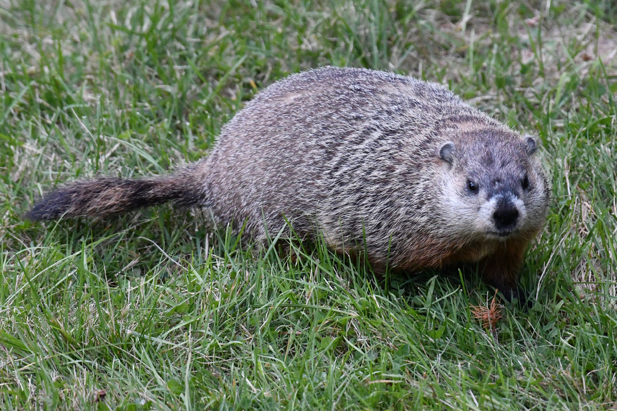 Вроде с питанием у него проблем нет, хорошие бока отрастил ))