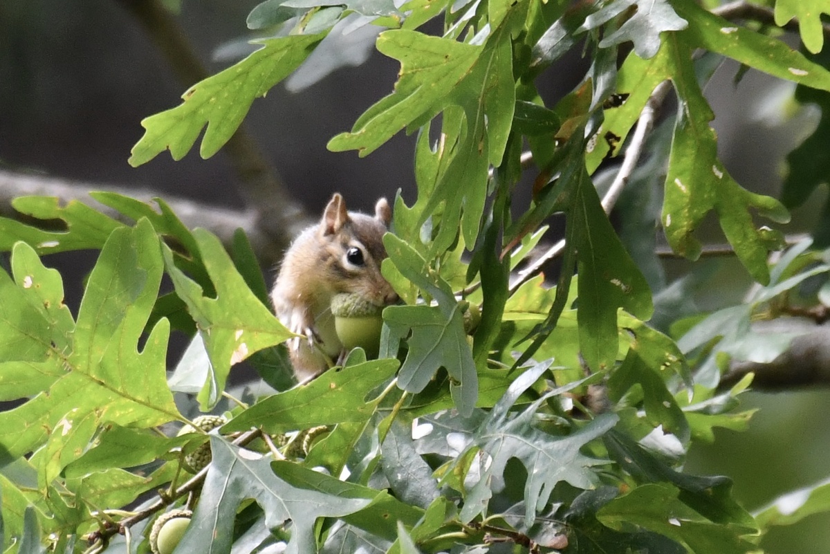 Маленький любитель желудей с очень вместительными щечками