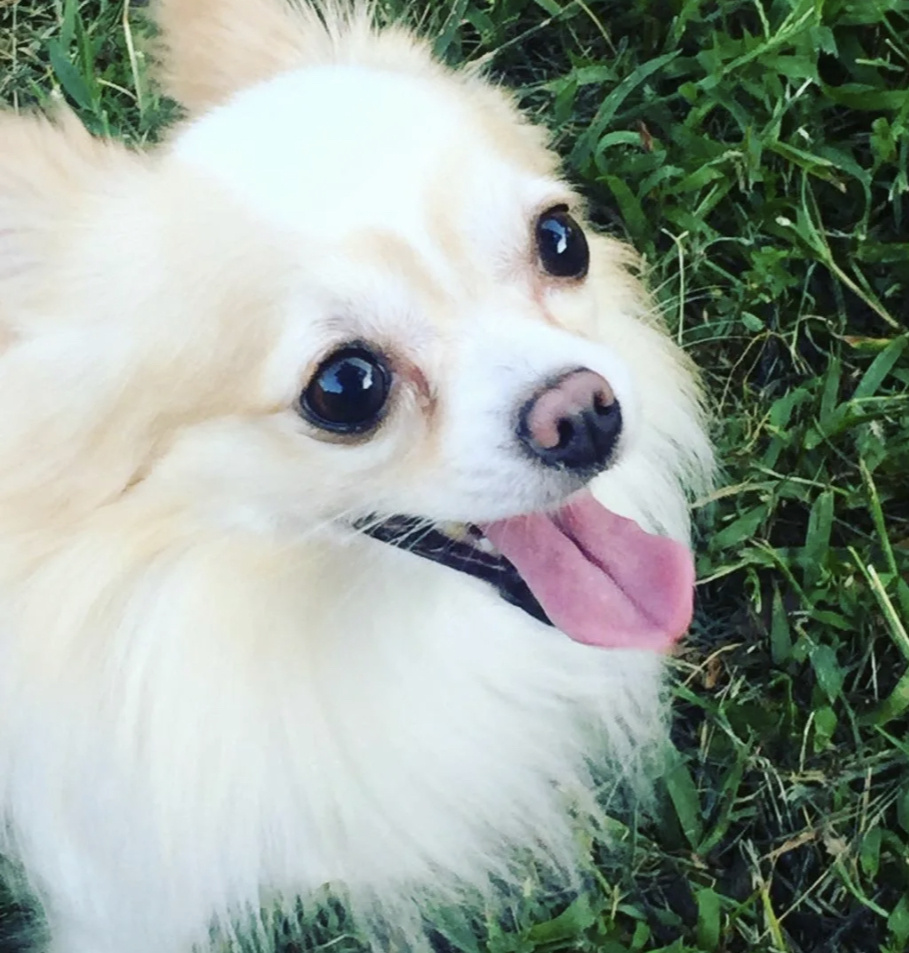 Примерно такая, но не шпиц:)